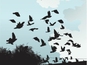 ASC adopts crowdfunding rule