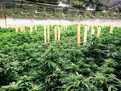 Pot users who buy legally will generate $4.34B in sales next year: Deloitte survey