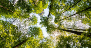 Now is the time for green bonds