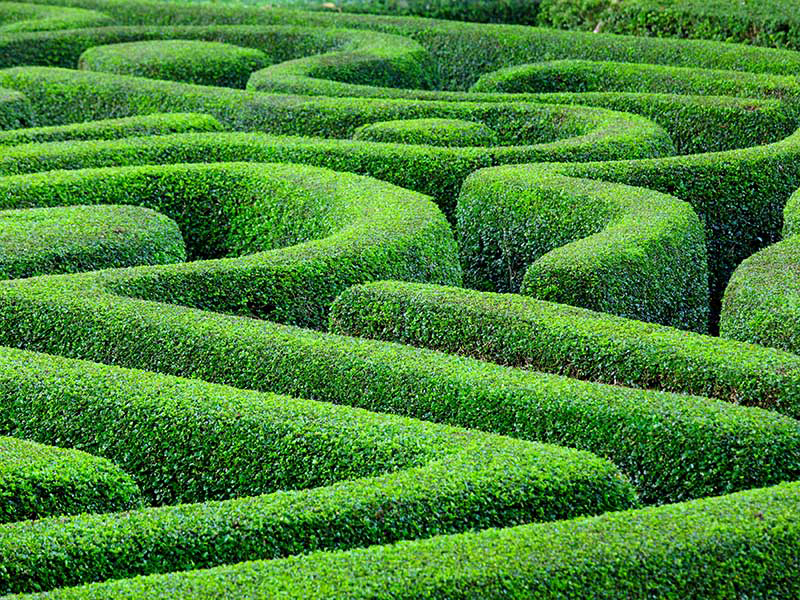 hedge alternate text for this image