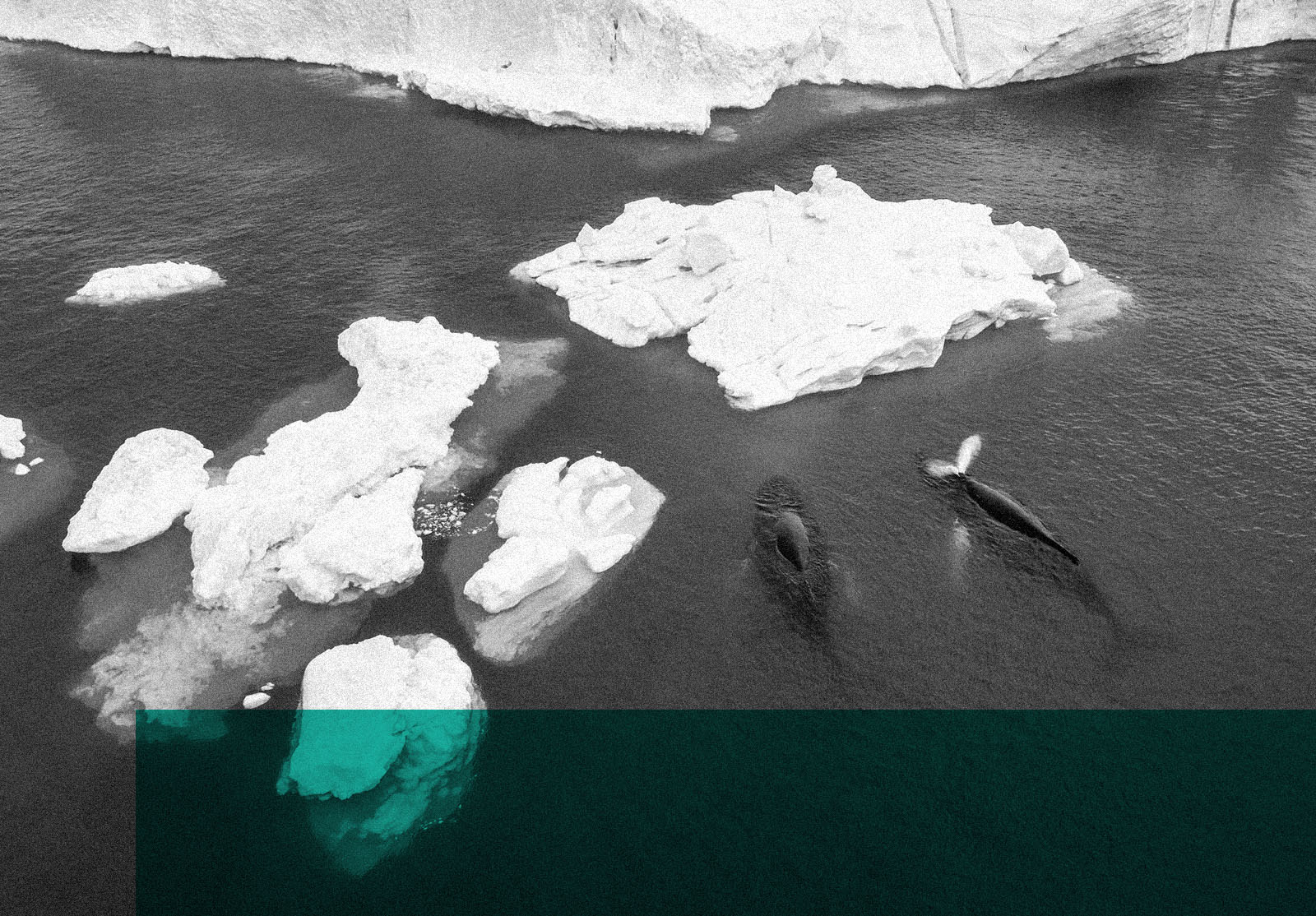 Aerial view of two Humpback whales eating in front of an Iceberg